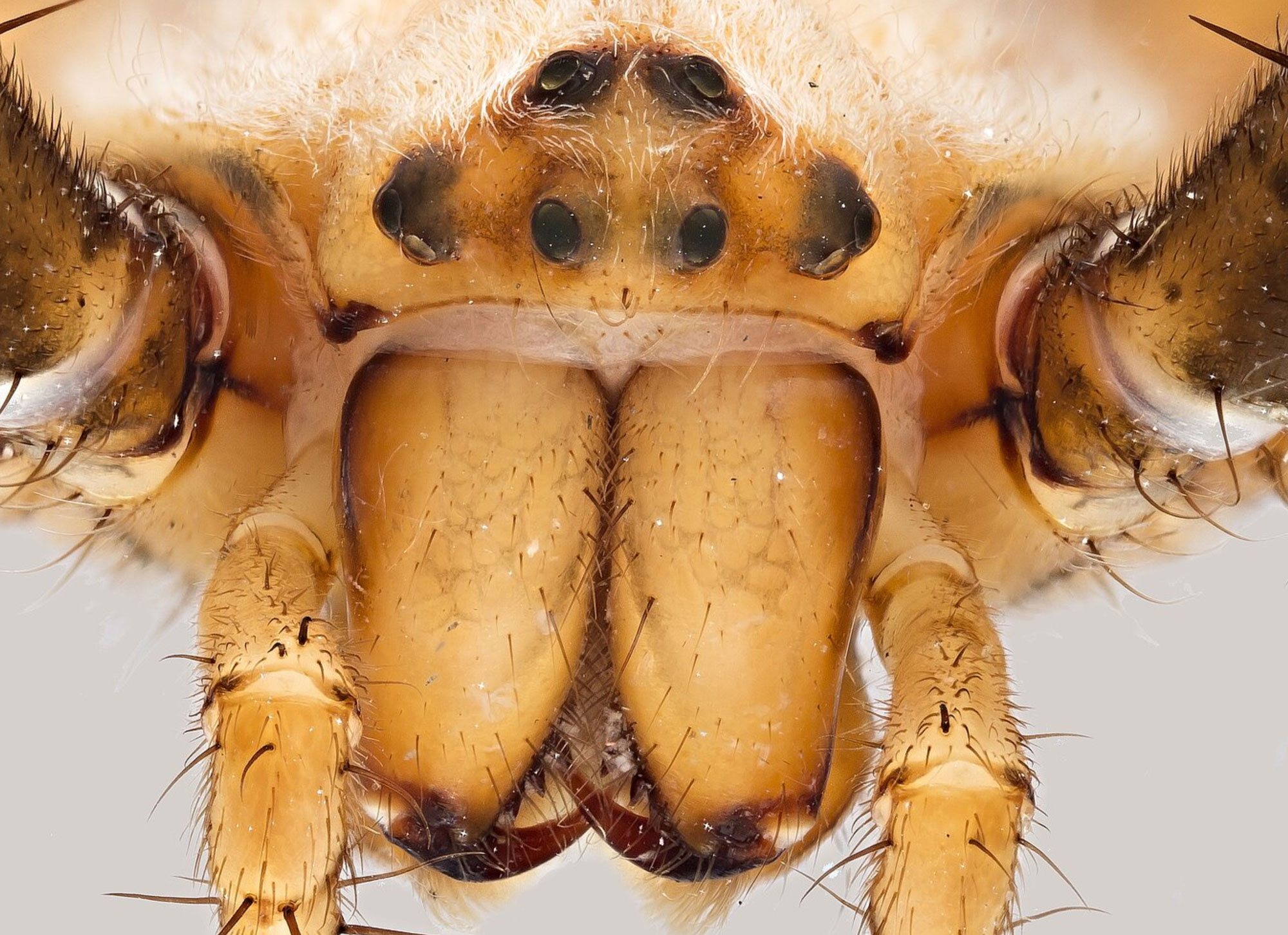 Foto von der DigiTiB Website der Universität Greifswald, Detailaufnahme einer Spinne