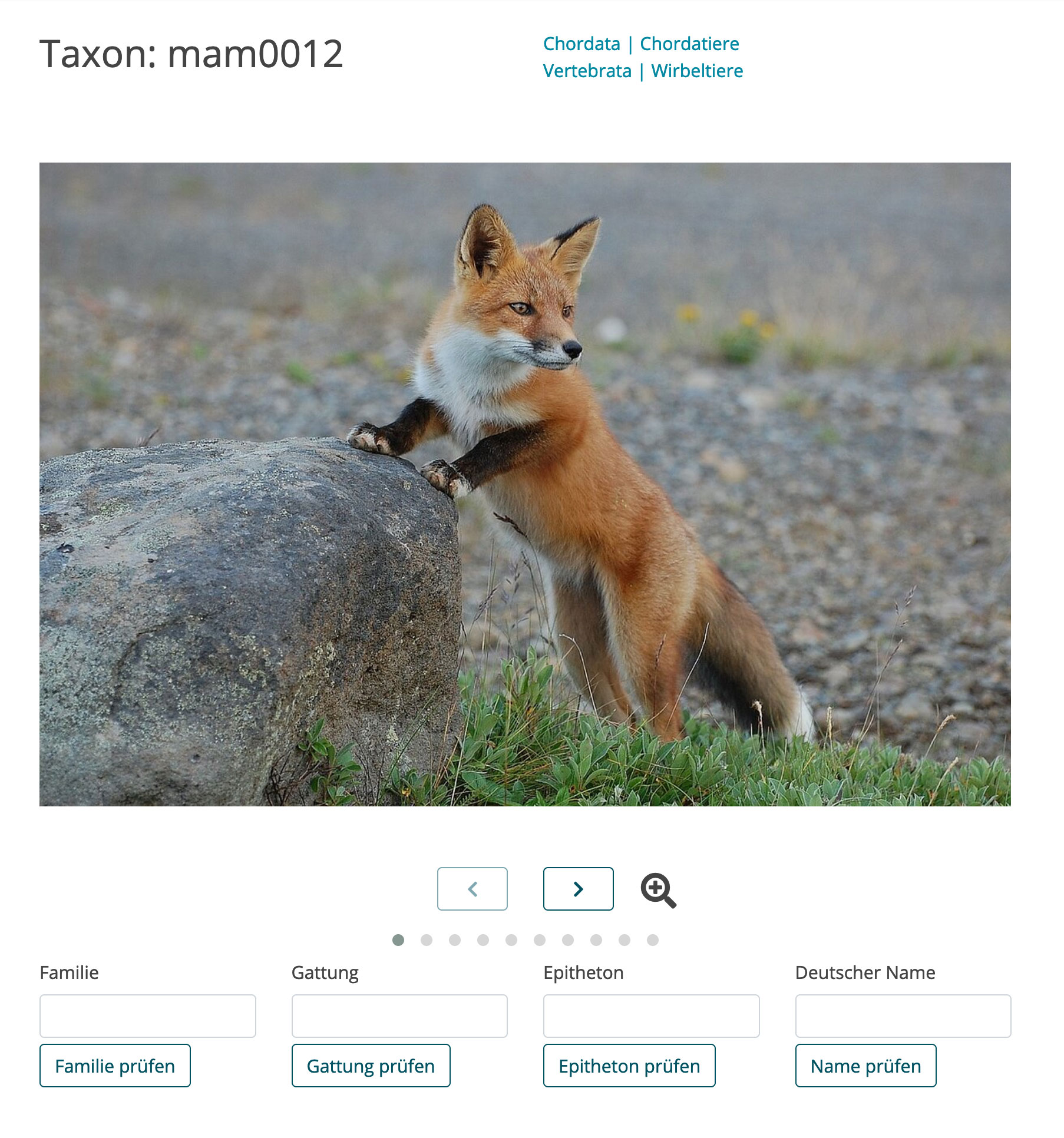 Foto eines Fuchses aus dem Modul digitale Bestimmungsübungen