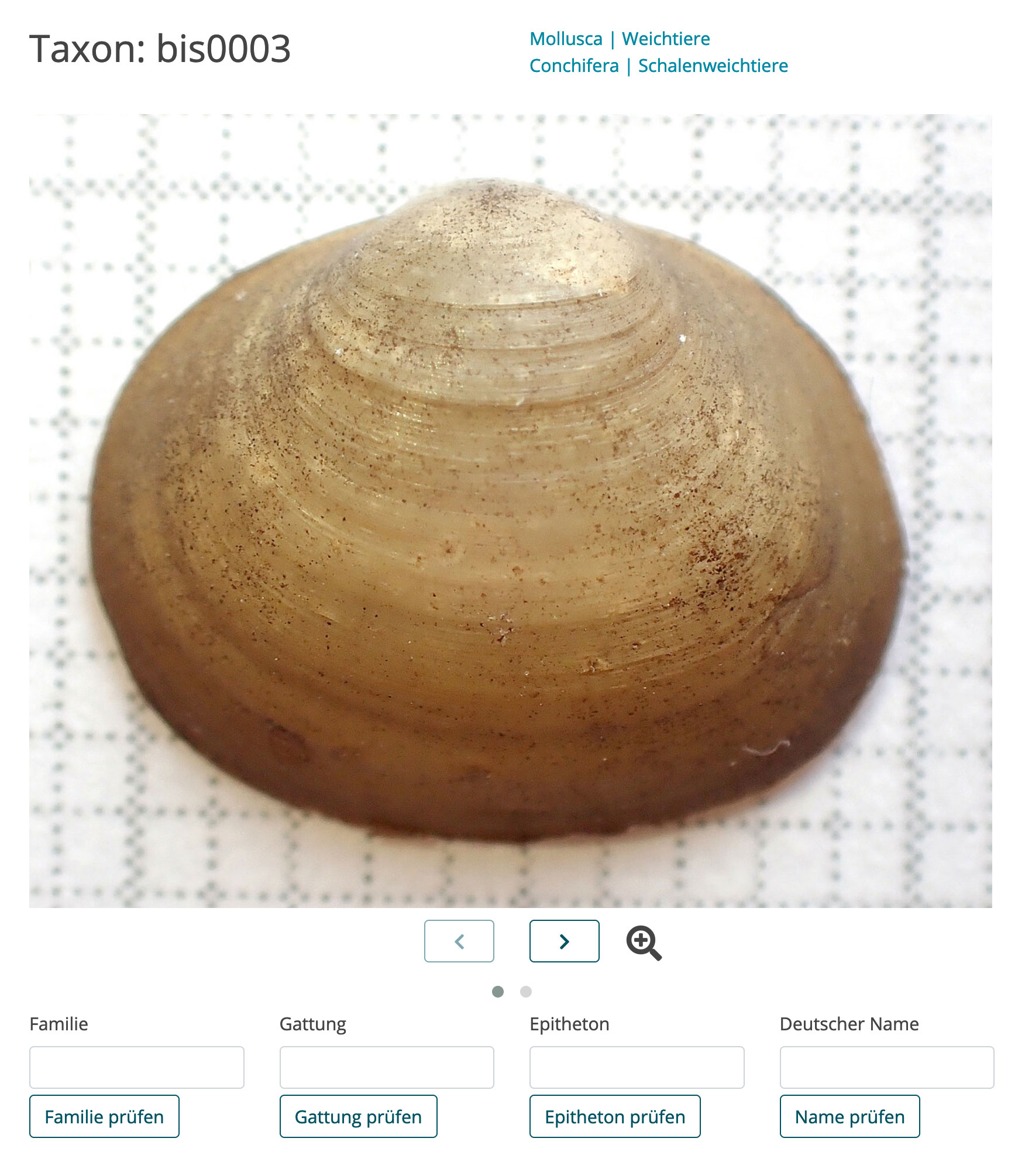 Foto einer Muschel aus dem Modul digitale Bestimmungsübungen