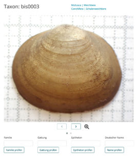 Foto einer Muschel aus dem Modul digitale Bestimmungsübungen