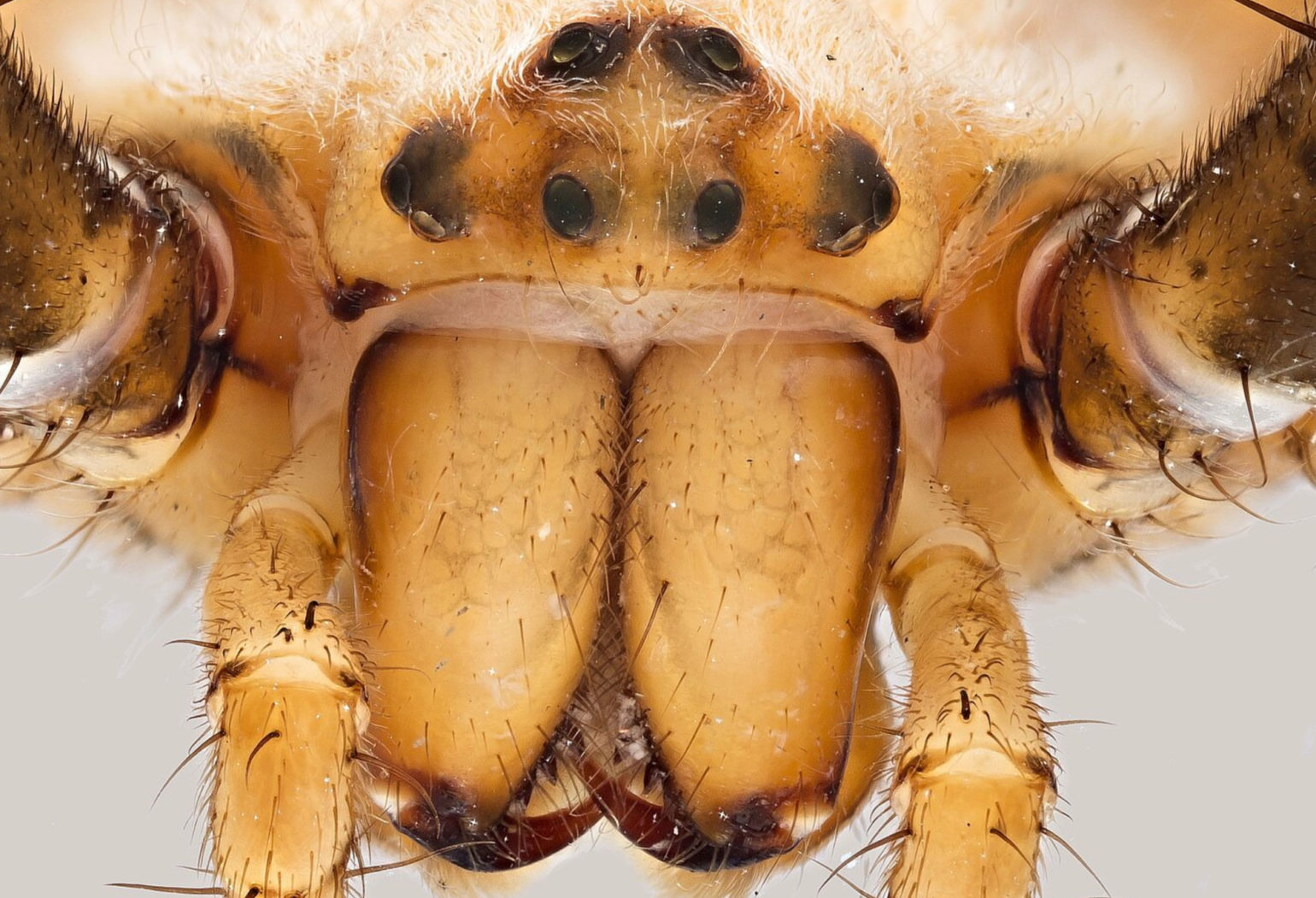 Foto von der DigiTiB Website der Universität Greifswald, Detailaufnahme einer Spinne